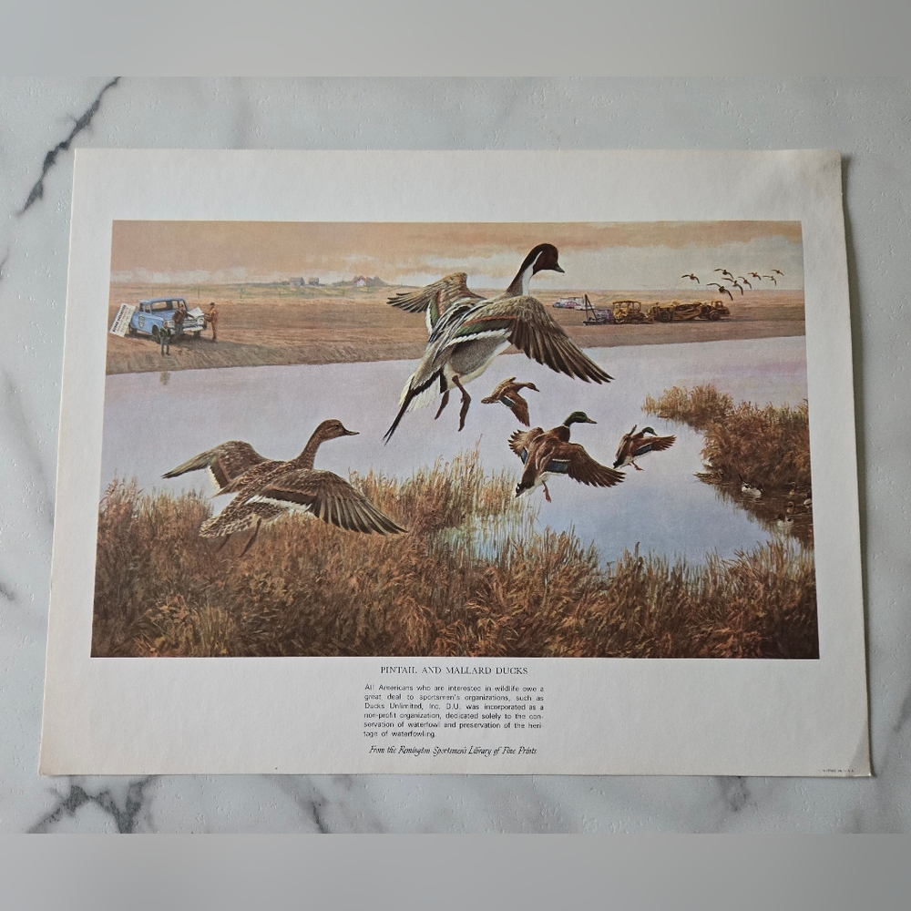 Vintage Remington “Pintail & Mallard Ducks” Wildlife Collectible Print